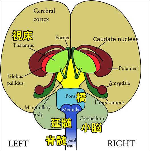 脳の解剖2