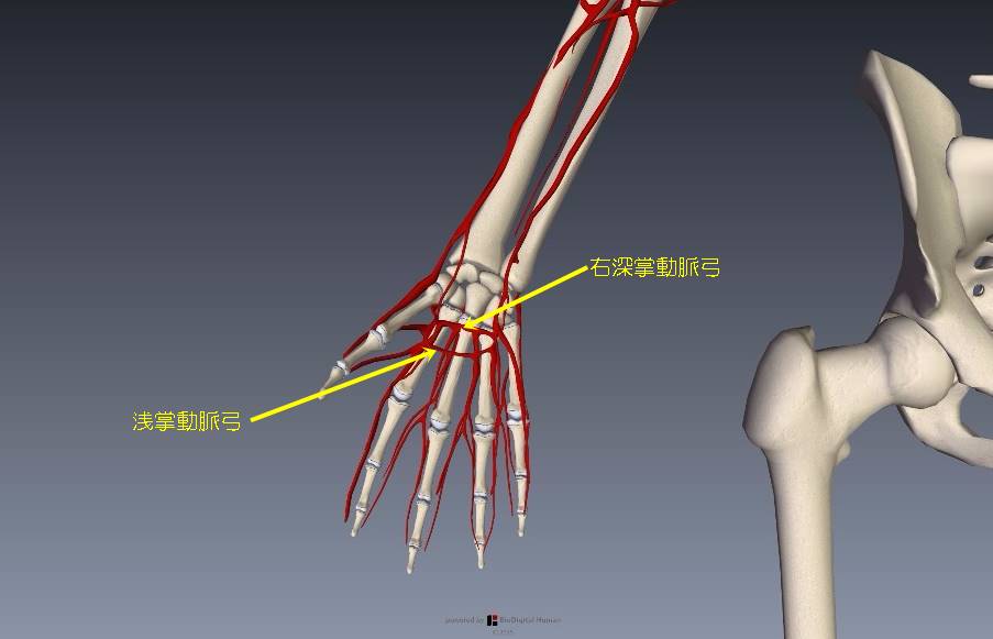 腕（上肢）の血管解剖イラスト画像11