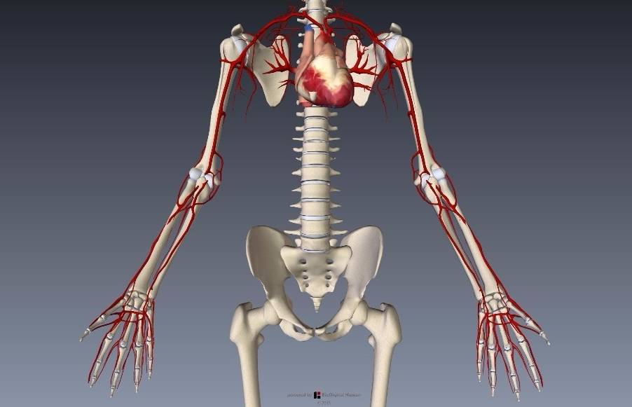 上肢血管解剖イラスト画像4