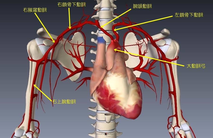 上肢血管解剖イラスト画像5