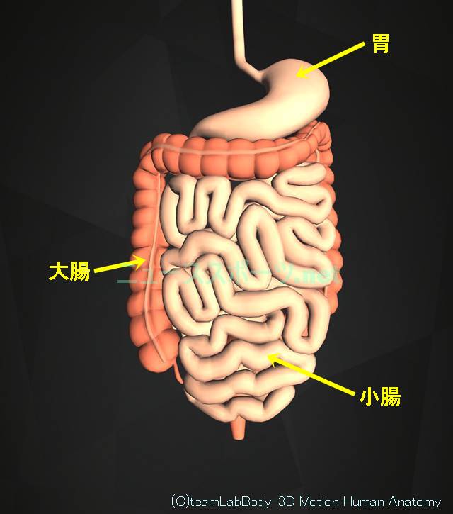 盲腸の痛みの場所を図や画像で解説！左じゃなくて右下腹部です4